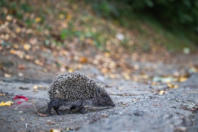 其他联赛也 其他联赛也